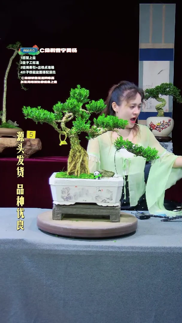 【闪购商品】雀舌黄杨盆景雀舌黄杨盆景