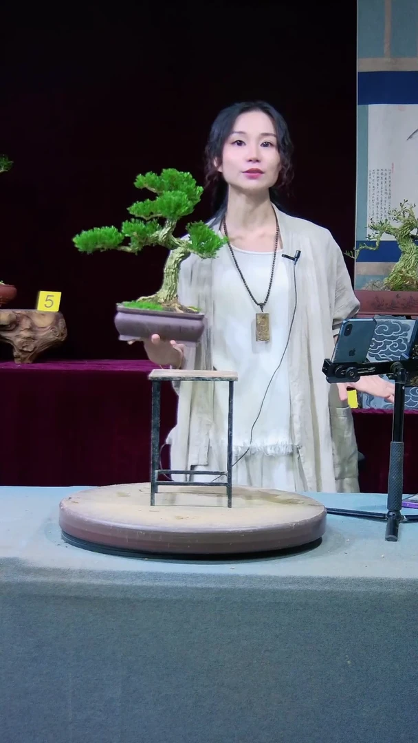 【闪购商品】雀舌黄杨盆景雀舌黄杨盆景