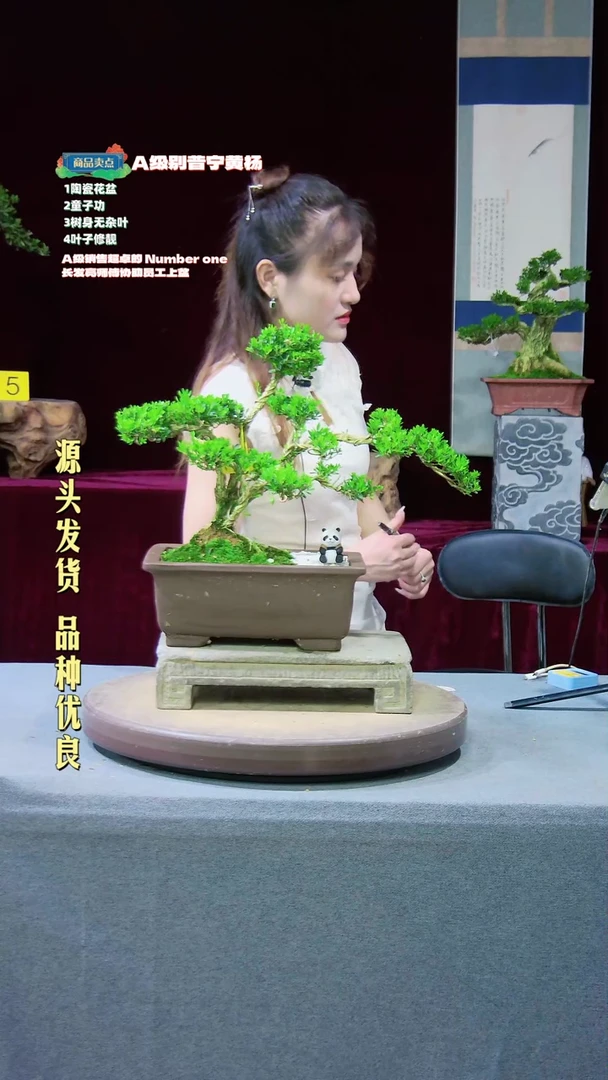 【闪购商品】黄杨盆景黄杨盆景