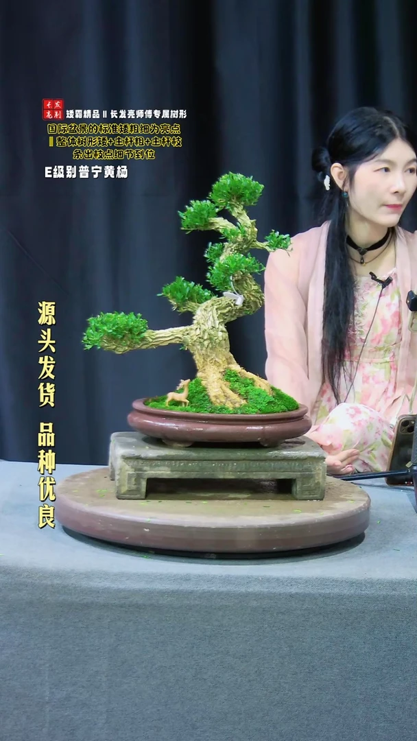 【闪购商品】黄杨盆景黄杨盆景
