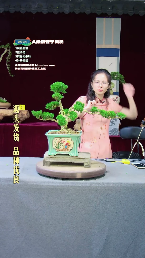 【闪购商品】雀舌黄杨盆景雀舌黄杨盆景