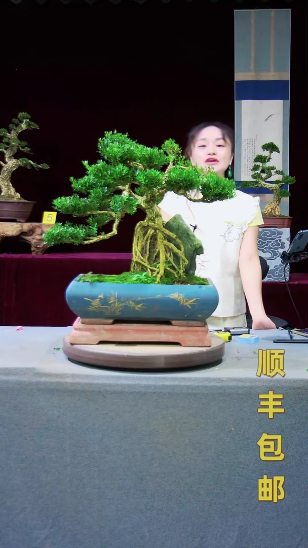 【闪购商品】雀舌黄杨盆景雀舌黄杨盆景