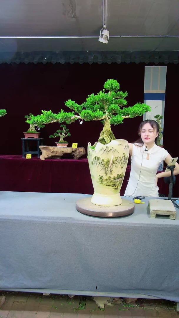 【闪购商品】雀舌黄杨盆景雀舌黄杨盆景