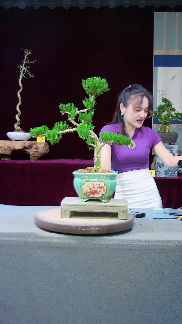 【闪购商品】雀舌黄杨盆景雀舌黄杨盆景