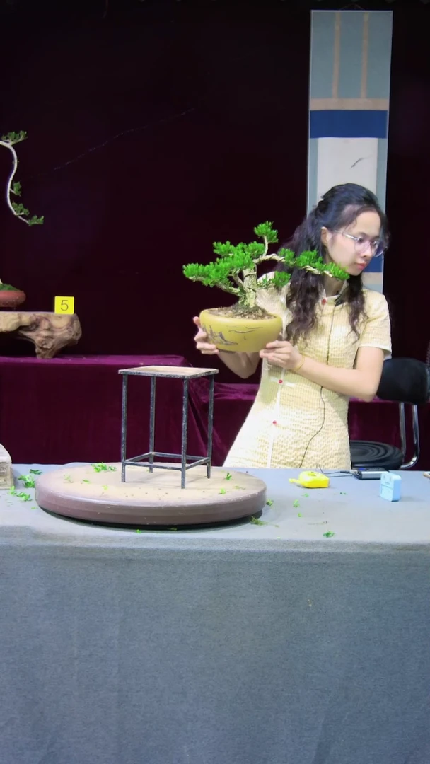 【闪购商品】雀舌黄杨盆景雀舌黄杨盆景