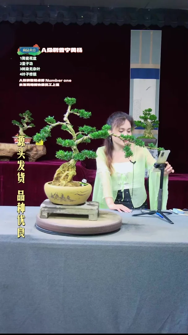 【闪购商品】高端黄杨盆景高端黄杨盆景