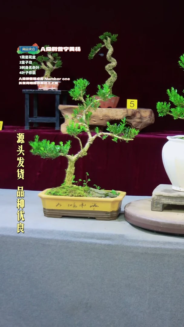【闪购商品】雀舌黄杨盆景雀舌黄杨盆景