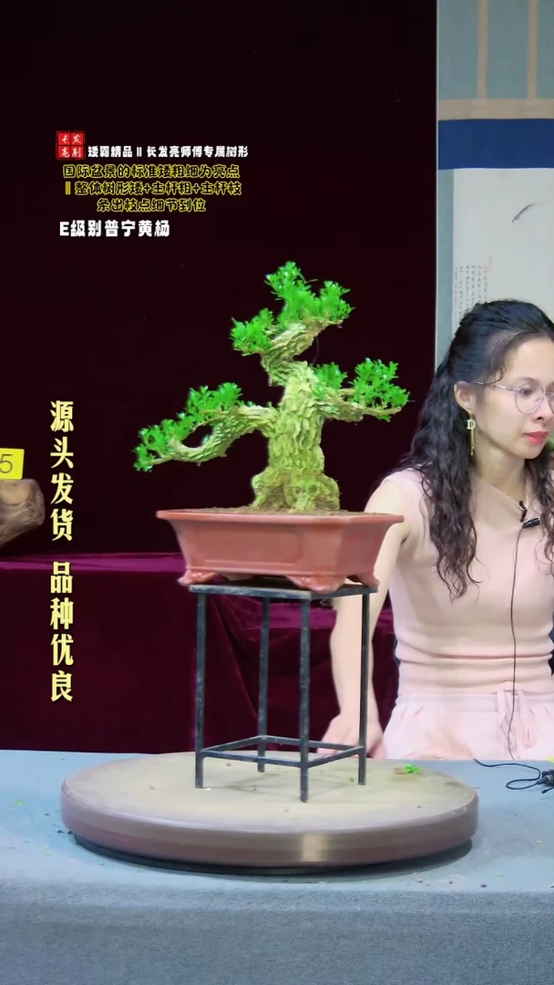 【闪购商品】雀舌黄杨盆景雀舌黄杨盆景