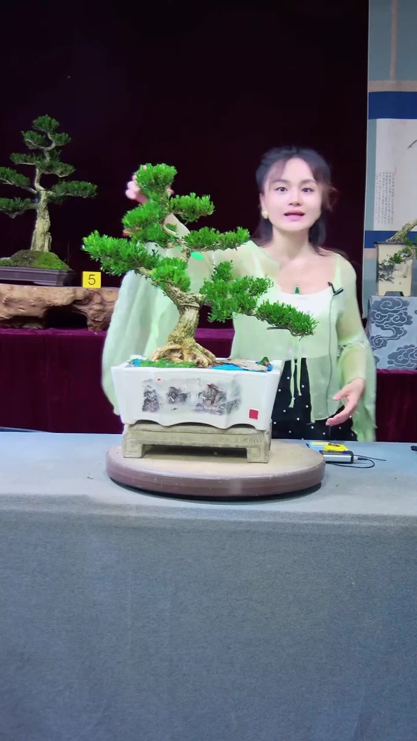 【闪购商品】雀舌黄杨盆景雀舌黄杨盆景