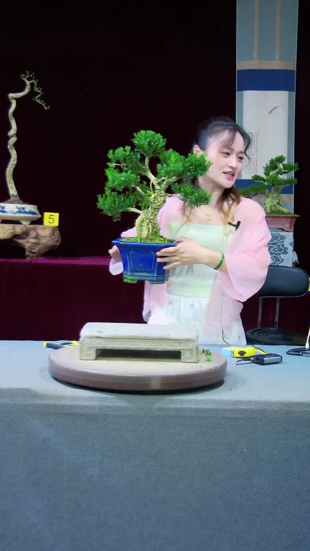 【闪购商品】雀舌黄杨盆景雀舌黄杨盆景