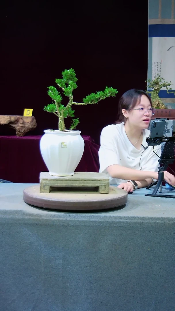 【闪购商品】雀舌黄杨盆景雀舌黄杨盆景