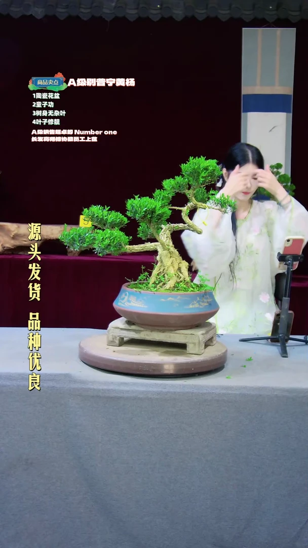 【闪购商品】雀舌黄杨盆景雀舌黄杨盆景