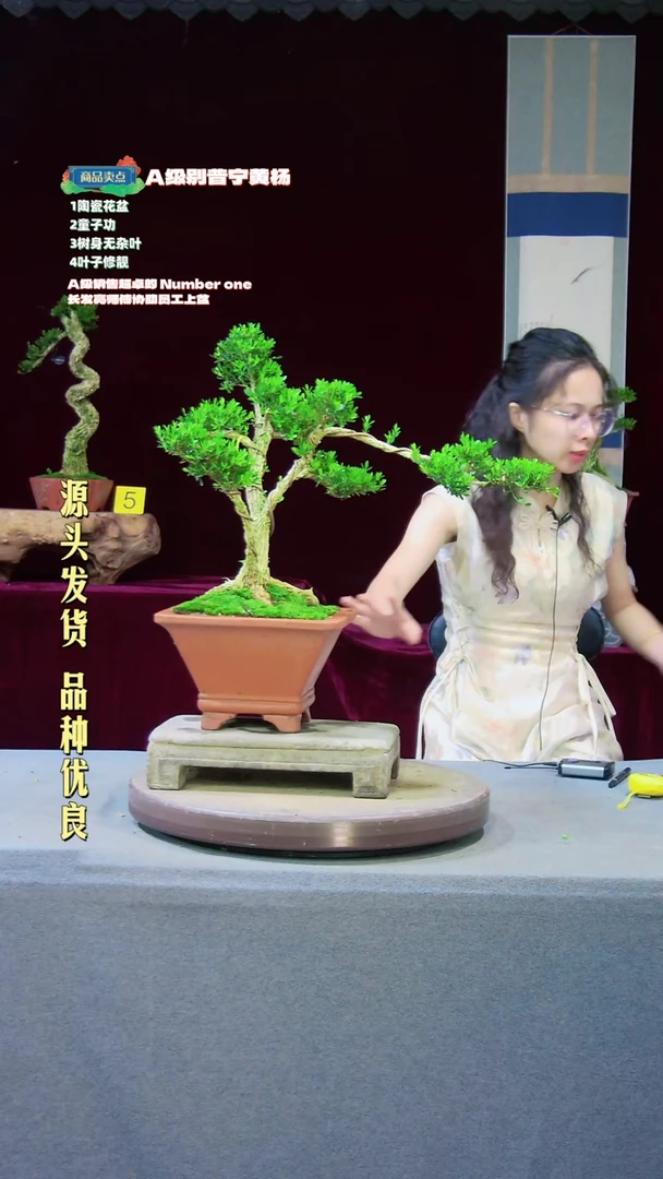 【闪购商品】雀舌黄杨盆景雀舌黄杨盆景