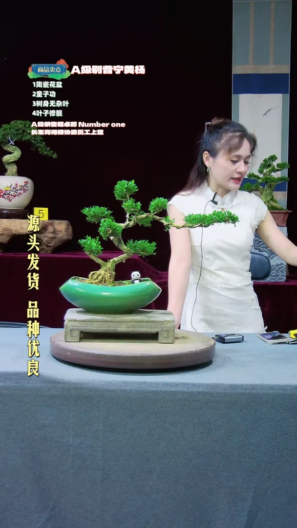 【闪购商品】黄杨盆景黄杨盆景