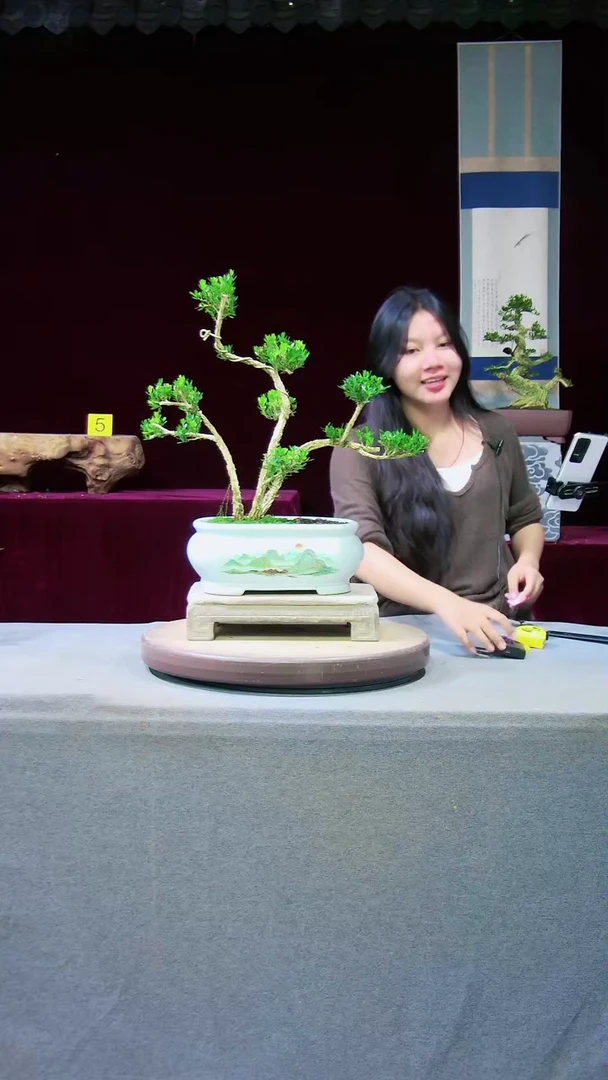 【闪购商品】雀舌黄杨盆景雀舌黄杨盆景