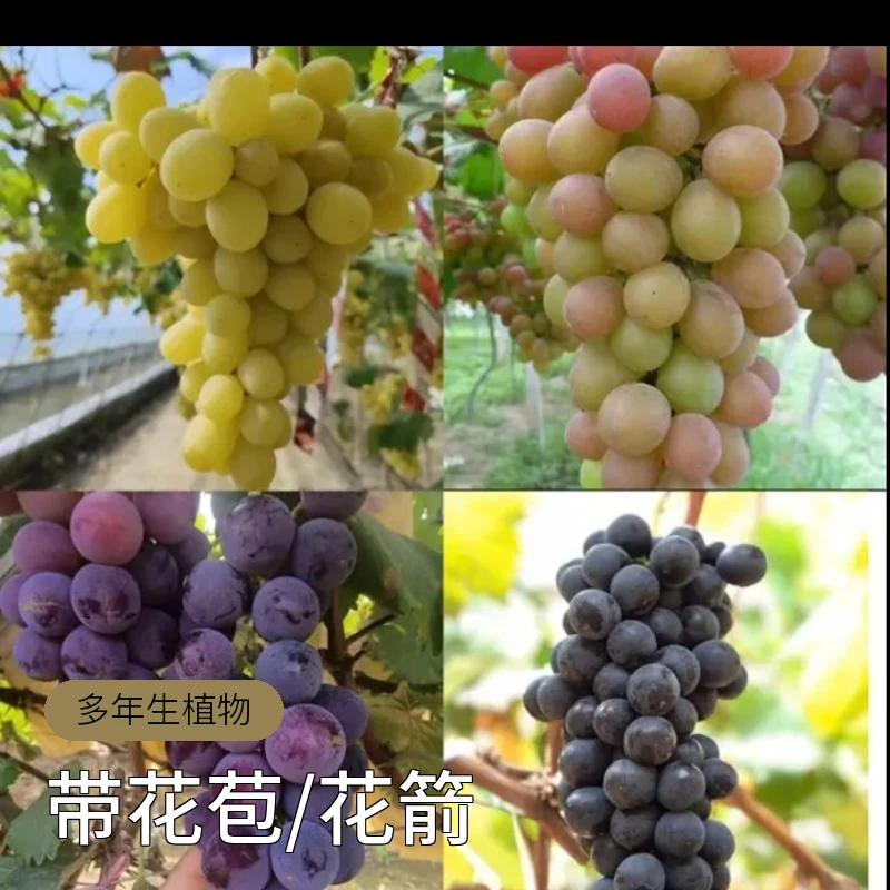 葡萄树苗《带盆带土带叶》盆栽地栽庭院南北方种植带分枝当年结果