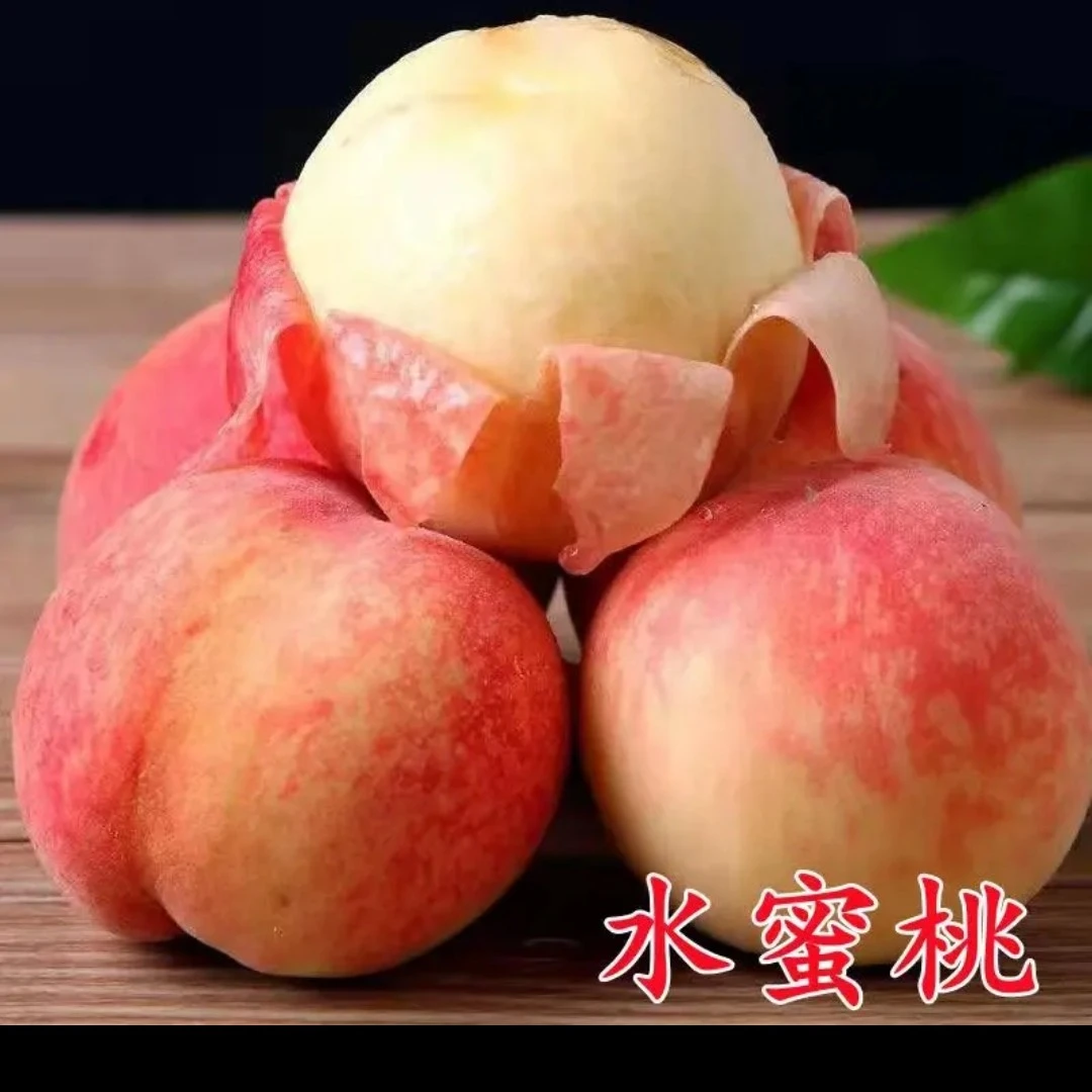 嫁接《桃树树苗》黄桃水蜜桃冬桃盆栽地栽南北方种植