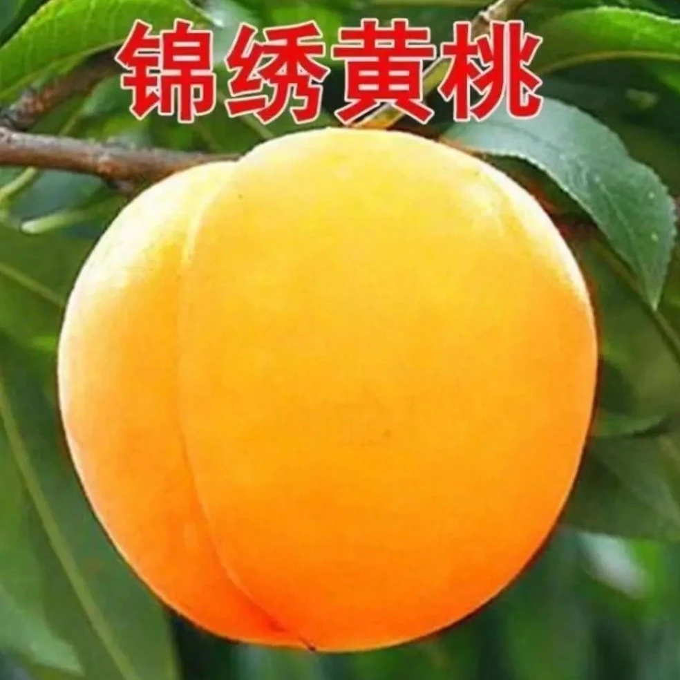 优质锦绣黄桃树苗水蜜桃冬桃嫁接桃树苗盆栽地栽南北方种植