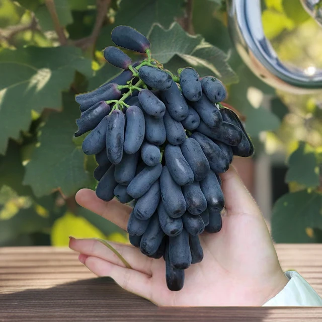 优质葡萄树苗  《蓝宝石巨峰阳光玫瑰》盆栽  抗寒南北方