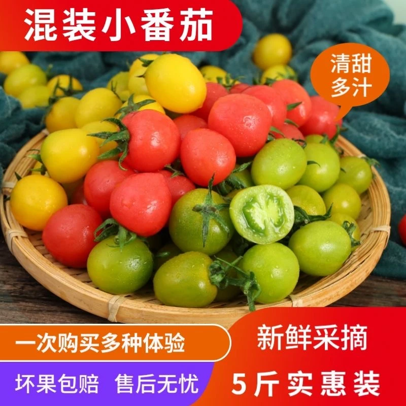 彩色圣女果寿光双色小番茄夏日阳光贝贝青口蜜樱桃酸甜农家小柿子