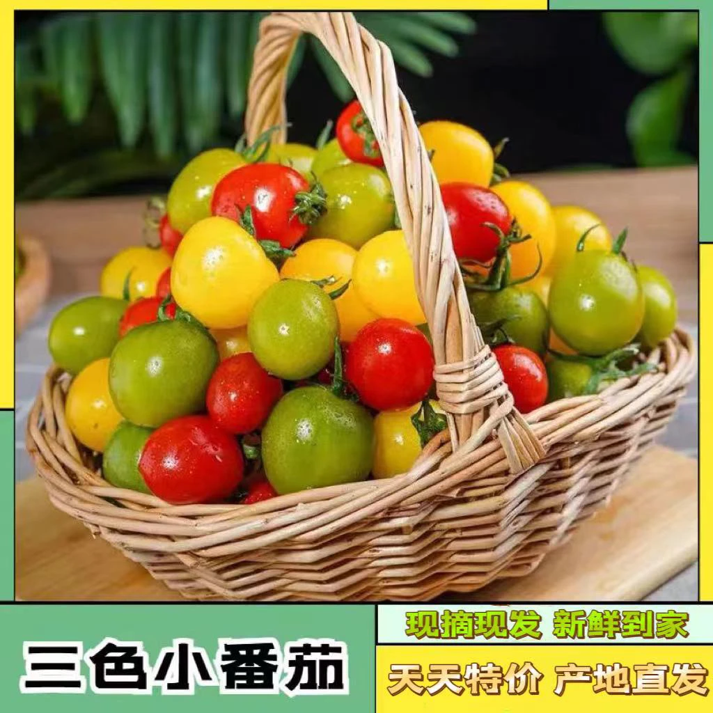 新鲜甜美山东圣女果精选三色混装圣女果青口蜜贝贝夏日阳光小柿子