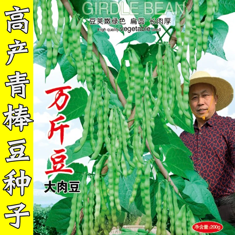 贵州四季豆种籽大全软壳肉豆青荚青棒豆角四季豆种孑蔬莱疏菜种子