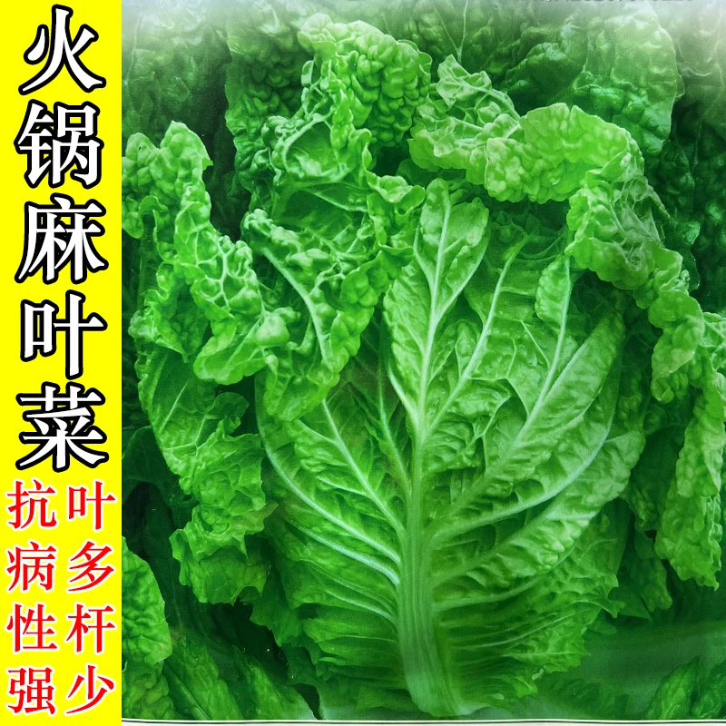 贵州麻叶菜种耐热耐高温蔬菜种子无筋火锅白菜种子夏秋季四季抗病