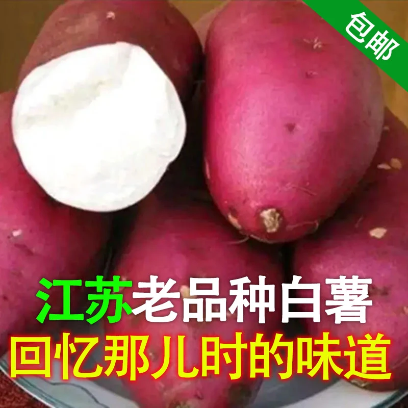 新鲜白心红薯江苏老品种红皮白瓤大地瓜山芋农家自种沙地板栗红薯