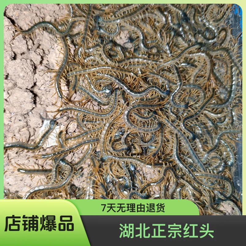 幼苗，试养幼苗，湖北正宗红头幼苗，养殖幼苗