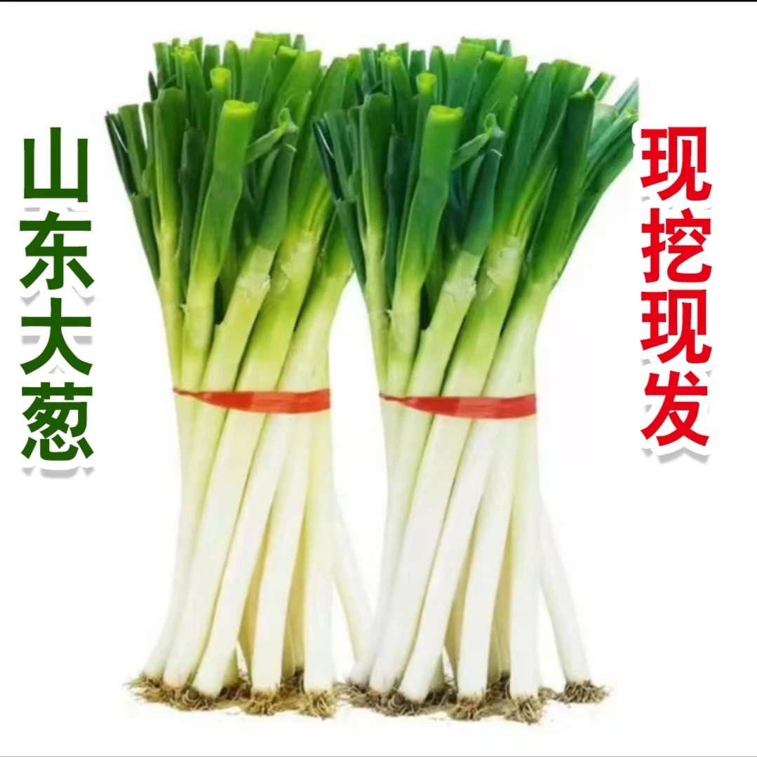 爆款推荐【现挖现发】山东大葱批发山东铁杆葱新鲜整箱批发绿色种植
