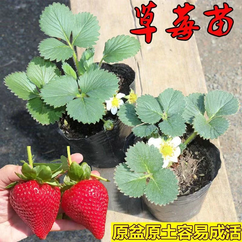 南枳草莓苗盆栽带花带盆发货可食用牛奶奶油草莓阳台植物