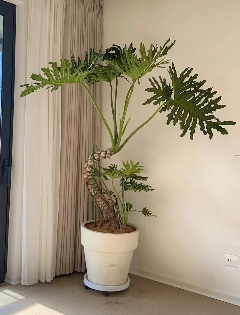 春羽绿植盆栽花卉植物室内易养活龟背竹春羽土培植物室内好养