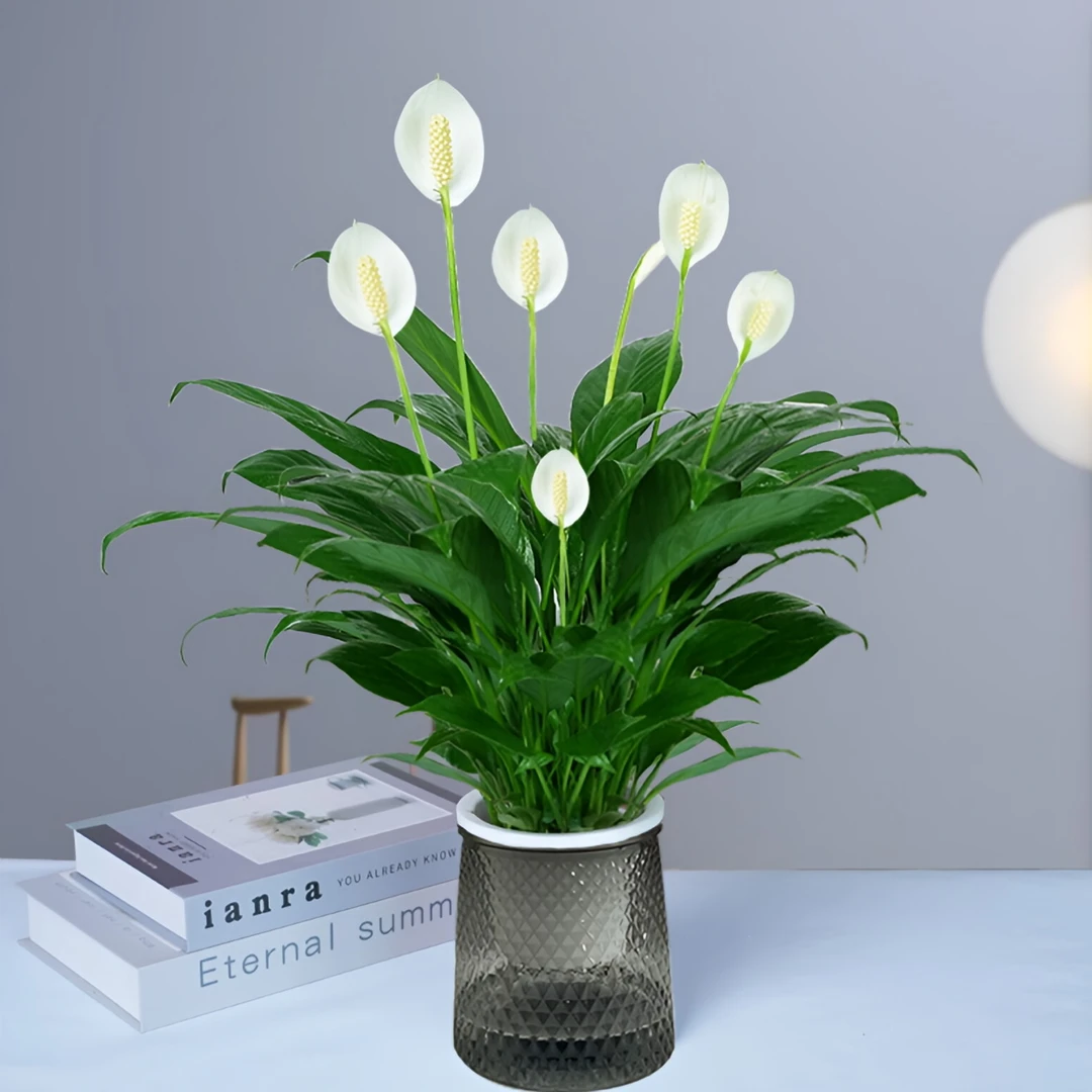 【一帆风顺】年宵花卉绿植盆栽土培白掌室内好养净化空气美化环境