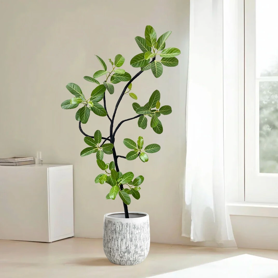 孟加拉榕网红大型室内客厅高档绿植办公室好养盆栽黄金榕高山榕树