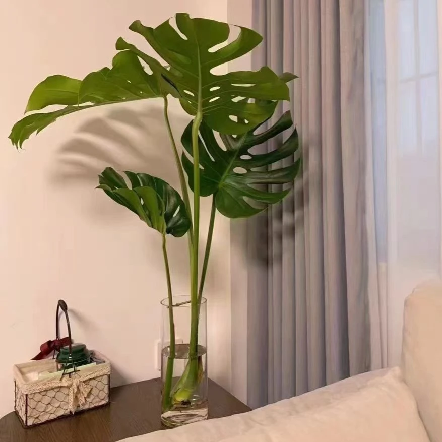 【拍一发二】老桩大型龟背竹除甲醛水培大叶四季绿植懒人室内好养