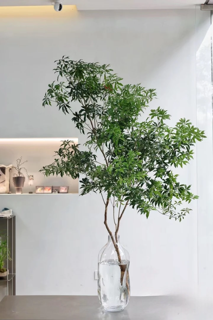 【拍一发二】急速顺丰马醉木鲜切水培植物客厅室内净化空气吊钟鲜切