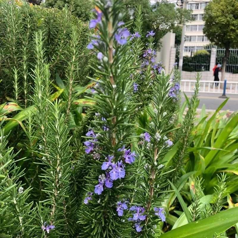迷迭香苗盆栽可食用驱蚊植物香草薄荷苗水培花卉绿植物室内煎牛排