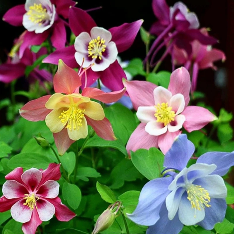 大花耧斗菜花苗盆栽重瓣双色阳台庭院花卉耐阴八音鸟植物楼顶好养