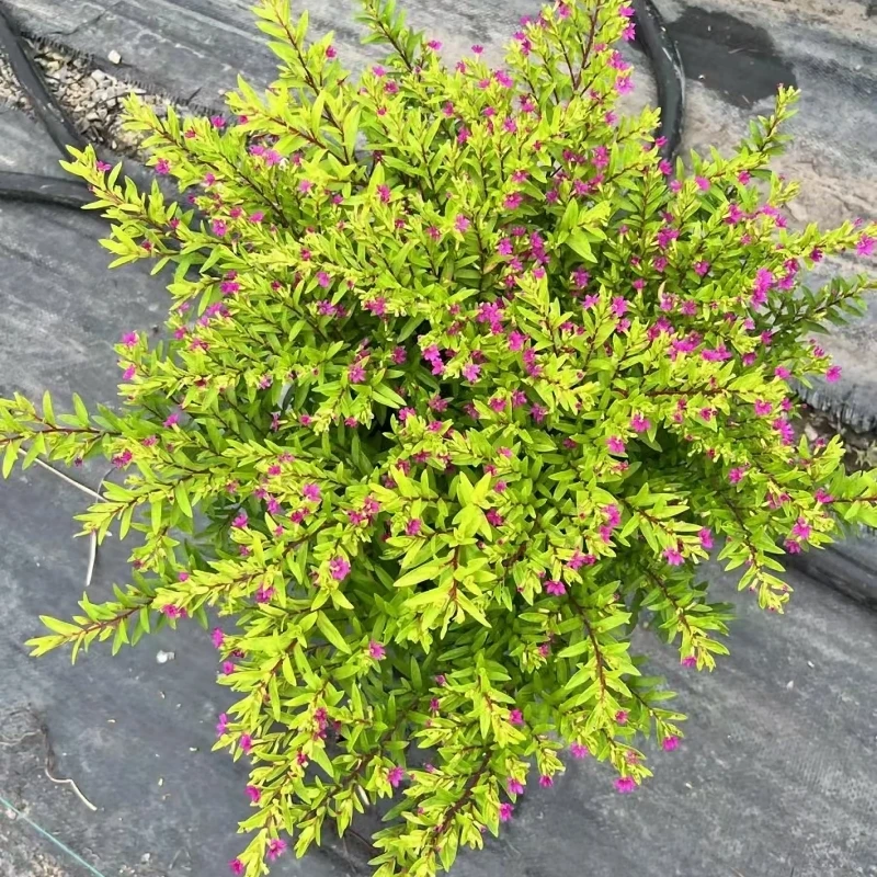 金叶满天星金色盆栽带花耐热花园植物多年生常绿灌木多年生花期长
