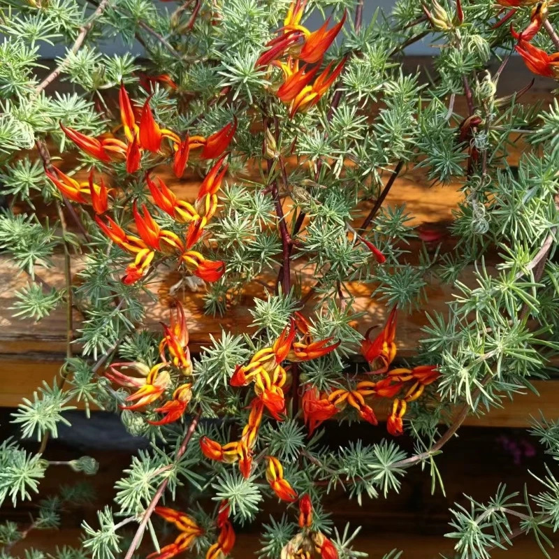 鹦鹉嘴盆栽加那利百脉根室内阳台垂吊观叶开花绿植奇特稀有章鱼花