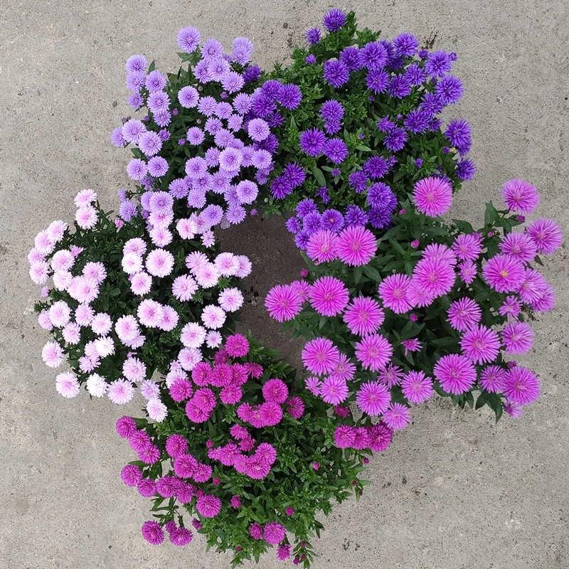 爆花机器翠菊紫苑花盆栽 带花苞发货 秋冬季节开花 好养耐热耐寒