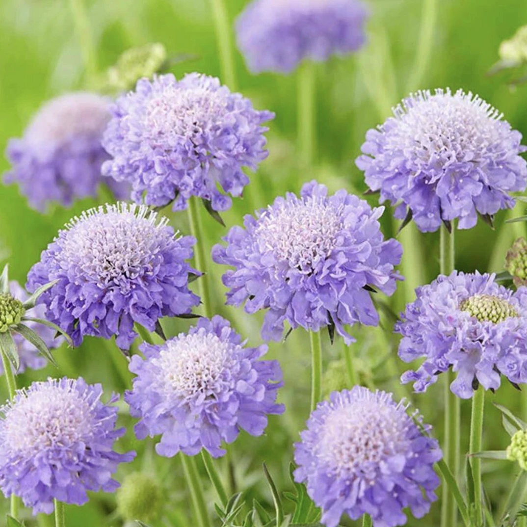 高加索蓝盆花盆栽花苗鲜切花耐寒耐热庭院阳台花园花卉植物花期长