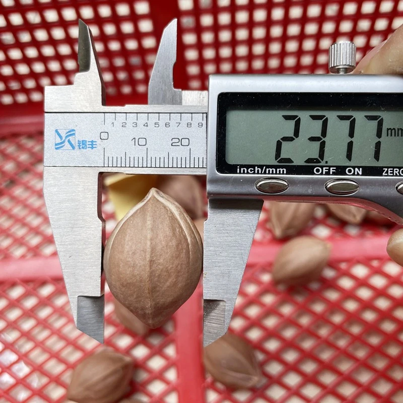 橄榄核雕原料百年老树梅林铁核同树厚料短圆周正超红润大直径2.3
