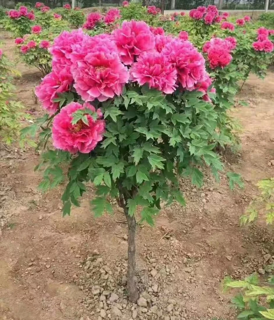 独杆观赏牡丹树重瓣观赏牡丹基地直发（先发肥料秋季发苗）