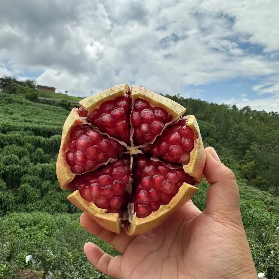 果乐宴四川会理软籽石榴4.5/8斤/礼盒装红石榴酸甜多汁