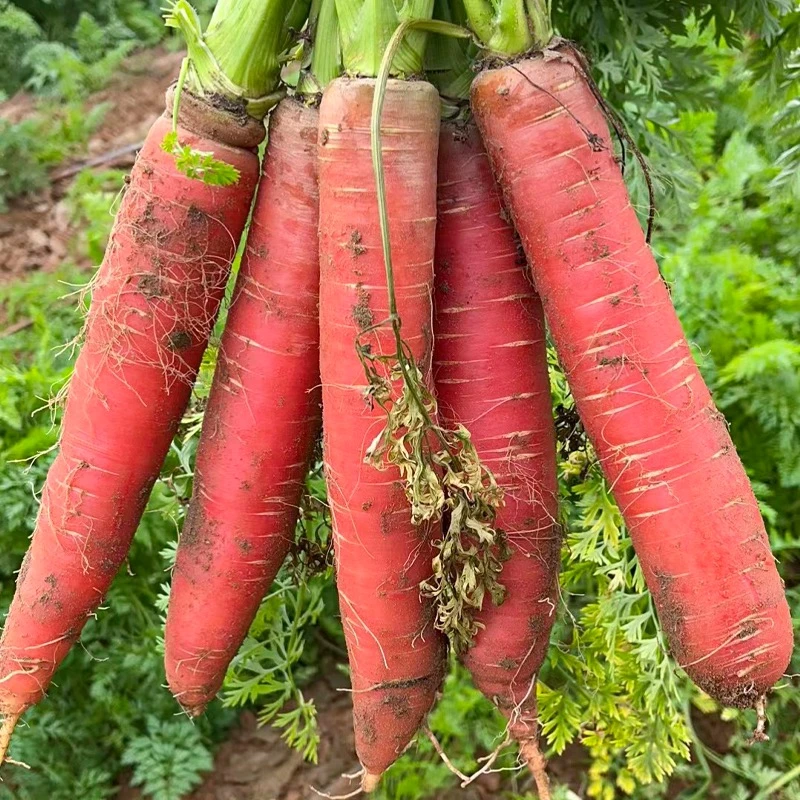 陕西水果红萝卜5/9斤新鲜现挖生吃红萝卜脆甜