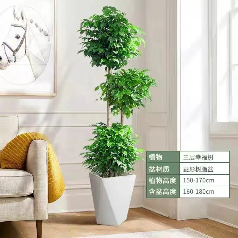 三层网红造型幸福树室内绿宝大型绿植办公室客厅吸甲醛净化空气