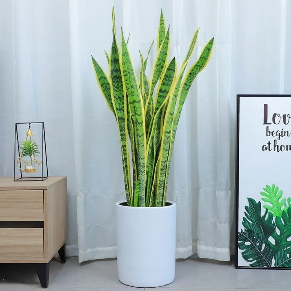 金边虎皮兰大颗盆栽花卉室内新房吸甲醛耐旱好养