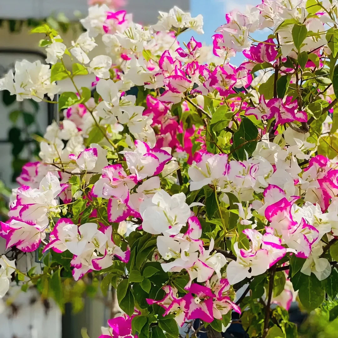 【直播专用】一物一拍绿植花三角梅原盆原土带花庭院阳台爬藤盆栽