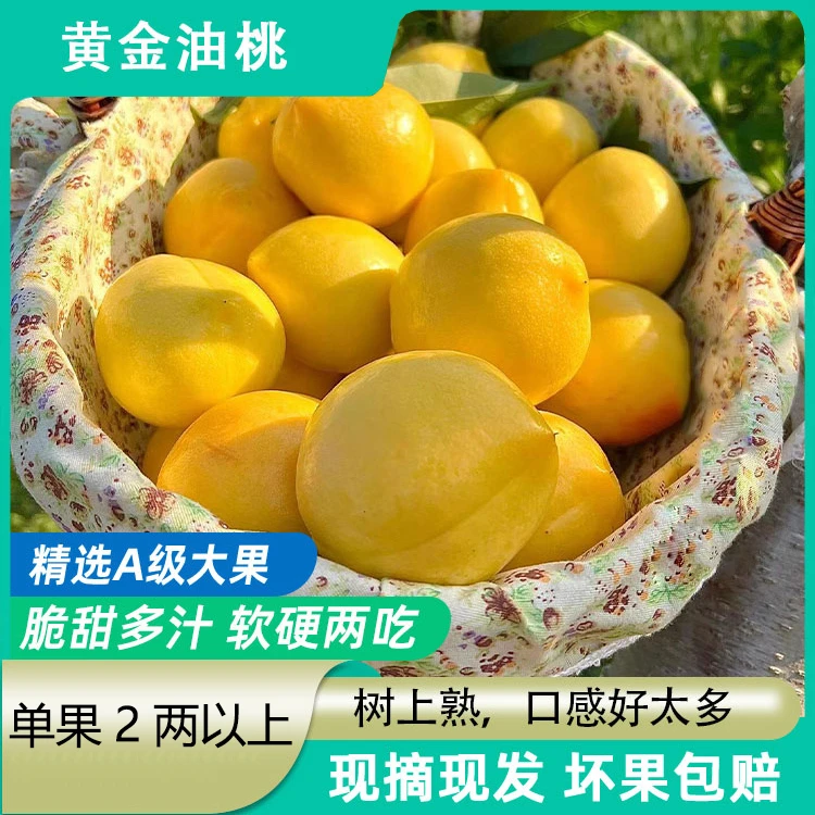 山东蒙阴黄金油桃当季新鲜芒果油桃香甜多汁产地直发整箱大果包邮